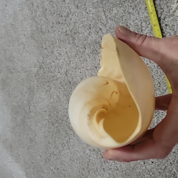 Large Natural Ocean Shell, Melo Broderipii, Huge Striped Shell, Large Tiger Seas - Picture 6 of 6